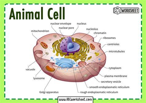 What Is An Animal Cell Facts Pictures Amp Cells 5th Grade - Cells 5th Grade