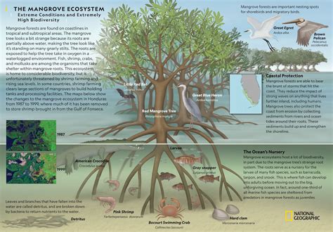 What Is An Ecosystem Biology Roots Answer Key Biozone International Worksheet Answers 2012 - Biozone International Worksheet Answers 2012