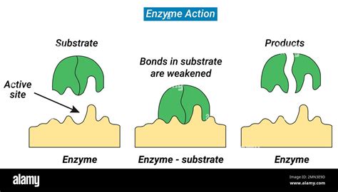 What Is An Enzyme Substrate Complex