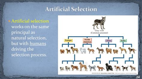 What Is Artificial Selection