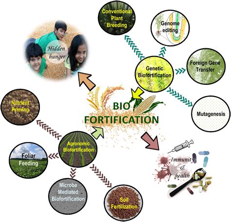 What Is Biofortification