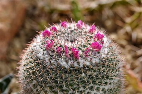 what is cactus a symbol of