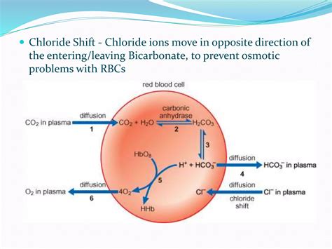 What Is Chloride Shift