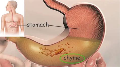 What Is Chyme
