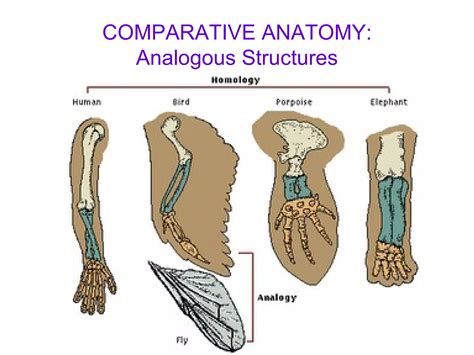 What Is Comparative Anatomy