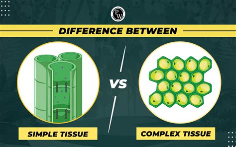 What Is Complex Tissue