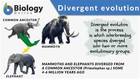 What Is Divergent Evolution