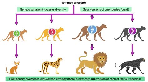 What Is Evolutionary Divergence