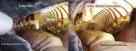 what is floating horse teeth mean - audreysalutes.com