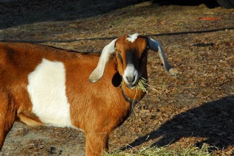 what is hay belly in goats - baghastore.com