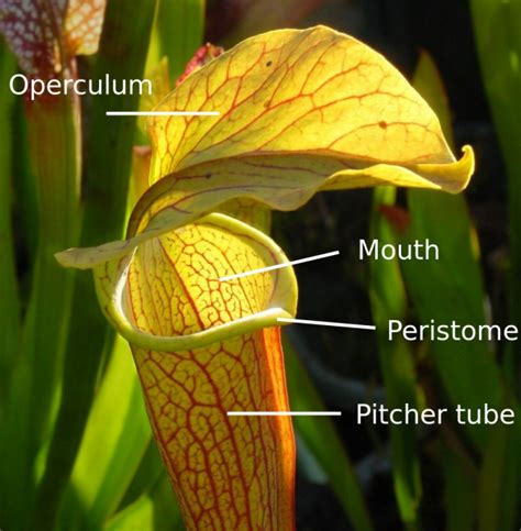 what is ice lip pitcher plant