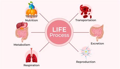 What Is Life Process Class 10