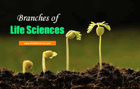 What Is Life Science Branches And Impact Learnt Life Science Activities - Life Science Activities