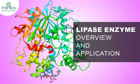 what is lipase enzyme