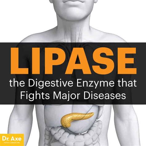 what is lipase used for