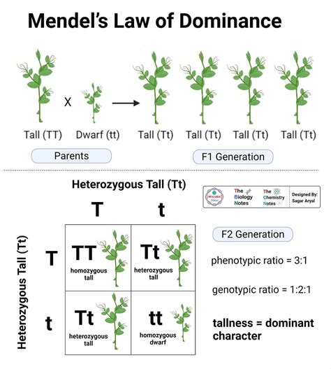 What Is Mendel X27 S Law Of Dominance Dominant Science - Dominant Science