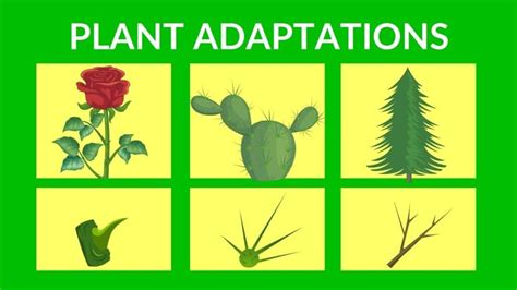 What Is Plant Adaptation Plants And Adaptations Twinkl Plant Adaptation Worksheet - Plant Adaptation Worksheet