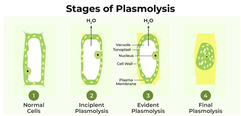 What Is Plasmolysis