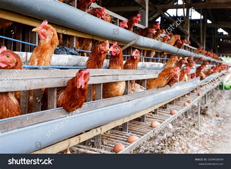 What Is Poultry
