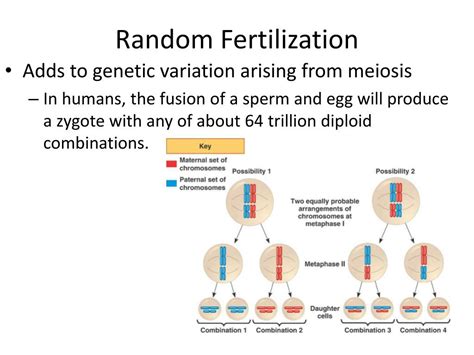 What Is Random Fertilization