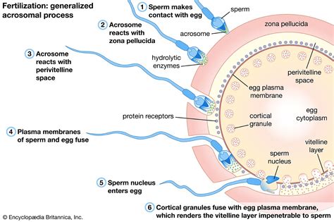 what is released when fertilization occurs