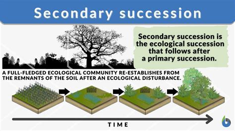 What Is Secondary Succession In Biology Tutordale Com Primary And Secondary Succession Worksheet Answers - Primary And Secondary Succession Worksheet Answers