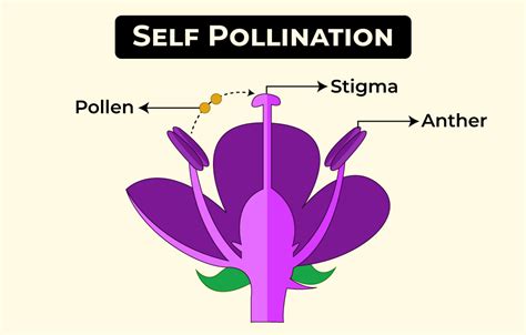 What Is Self Pollination
