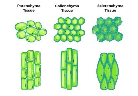 What Is Simple Permanent Tissue