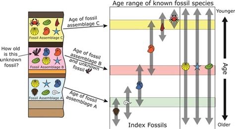 what is the age range for dating fossils with c14