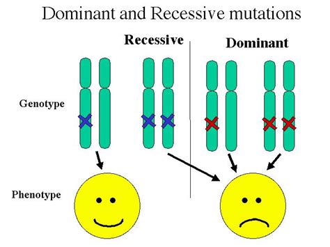 What Is The Definition Of Recessive Answers Recessive Science - Recessive Science