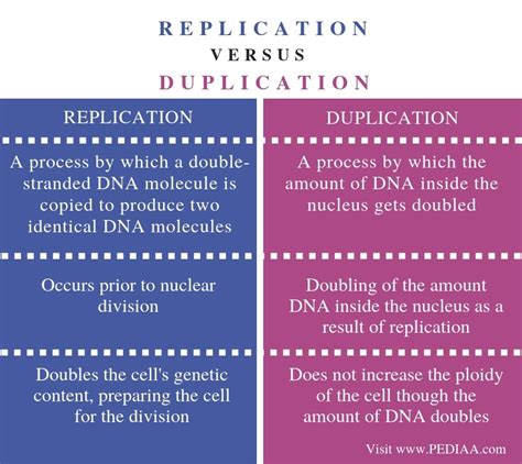 What Is The Difference Between Replication And Duplication Duplication Division - Duplication Division