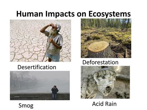 What Is The Human Impact On Biodiversity Royal Cause And Effect Text - Cause And Effect Text