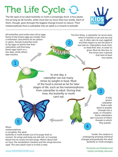 What Is The Life Cycle Of A Bird Lifecycle Of A Bird - Lifecycle Of A Bird