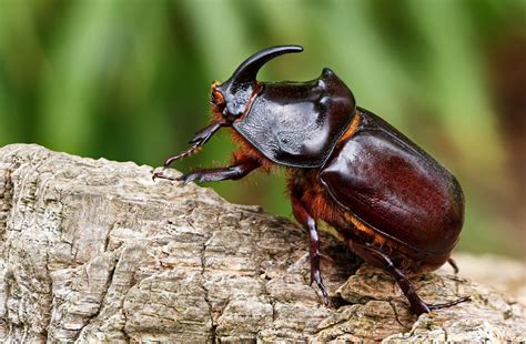 What Is The Rhino Beetle Life Cycle Quirk Rhinoceros Beetle Life Cycle - Rhinoceros Beetle Life Cycle
