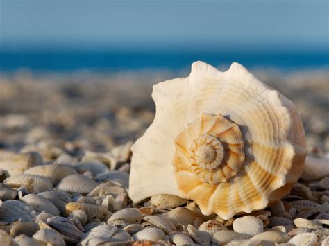 What Is The Shells And Corals In