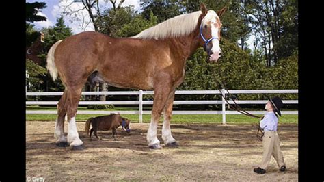 what is the tallest horse in the world