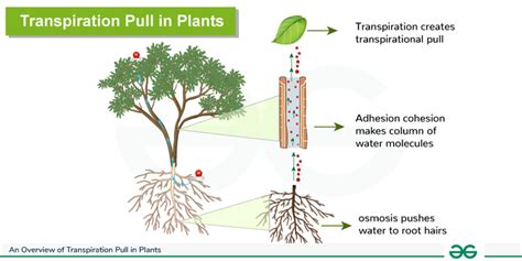 What Is Transpiration Pull