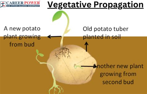 What Is Vegetative Propagation