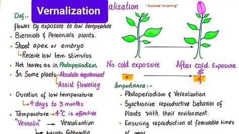 What Is Vernalization