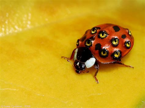 what kind of ladybugs are poisonous