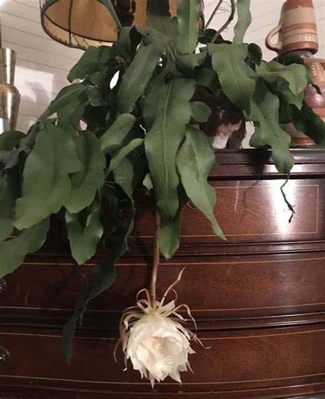 what makes a good first kissed manger plant