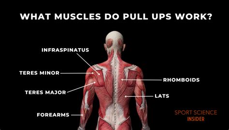What Muscles Do Pull Ups Work