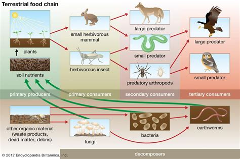 What Organism Feeds On Dead Plants And Animals Define Scavenger In Science - Define Scavenger In Science