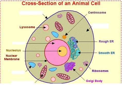 What S In Your Cells 5th Grade Reading Science Worksheet 2nd Grade Cells - Science Worksheet 2nd Grade Cells