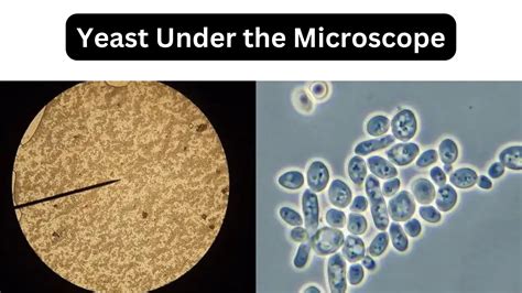 What S Under My Microscope A Stem Drawing Journal