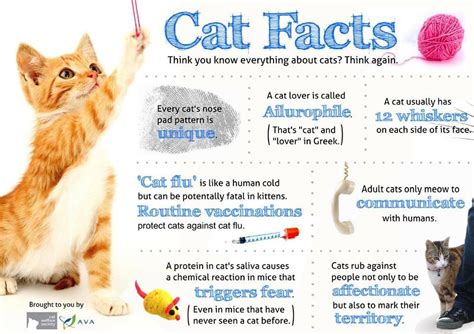 What Science Says About Your Cat Hill X27 Cat Science - Cat Science