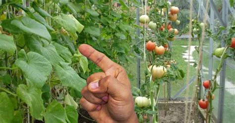 what should not be planted with tomatoes