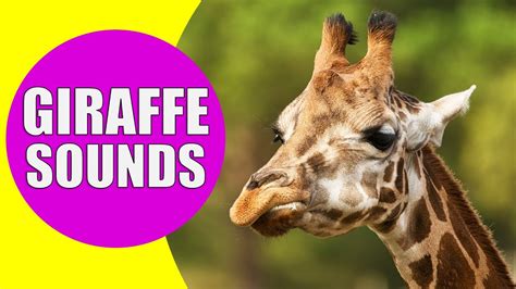 What Sound Does A Giraffe Make