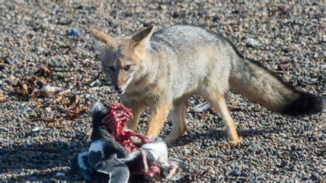 What The Fox Do