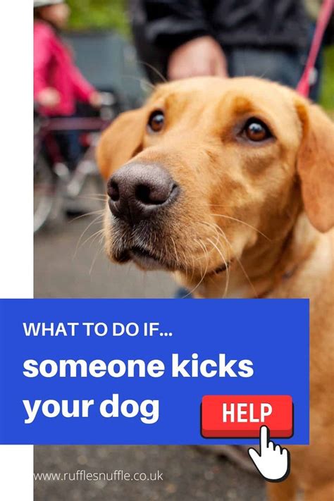 what to do if someone kicks your dog